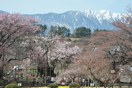 山高神代桜_2