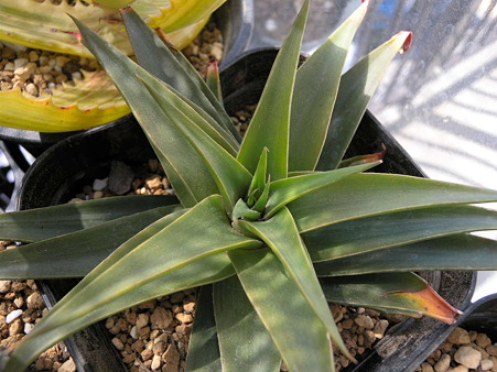 Aloe Green pagoda spyral