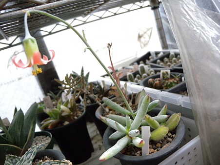Cotyledon
