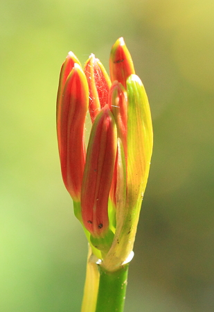 曼珠沙華　蕾