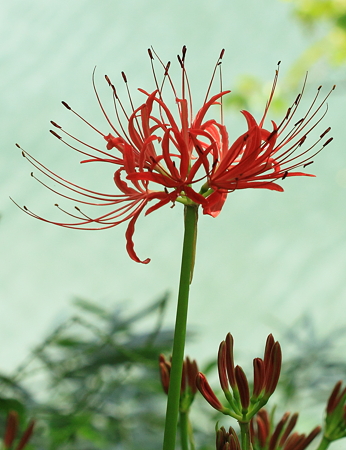 今年初めて満開の曼珠沙華