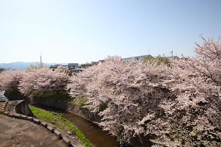 山形生協桜田店近く満開の桜