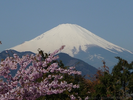 120329-松田山から富士山 (5)