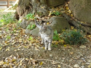 木登り4