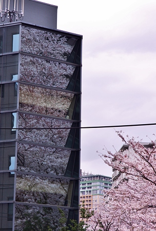 いずこも桜満開。