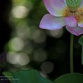 月の光を待つ３