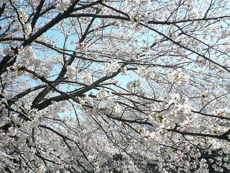 2012 サクラ 3