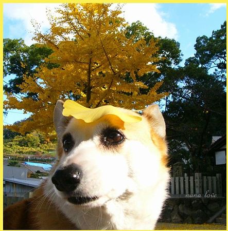 0銀杏