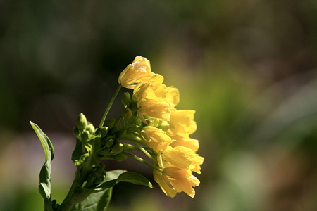 2012.02.17　和泉川　菜の花