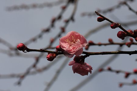 2012.02.23　大池公園　紅梅