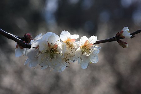 2012.03.26 和泉川 白梅