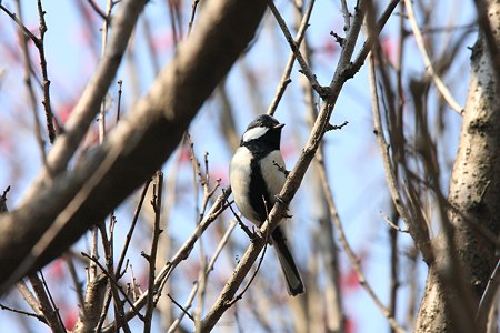2012.03.28 和泉川 シジュウカラ