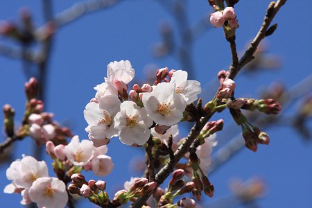 2012.04.05　和泉川　ソメイヨシノ