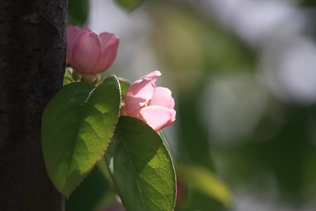 2012.04.24　和泉川　カリン
