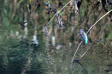 2011.08.26　和泉川　カワセミ