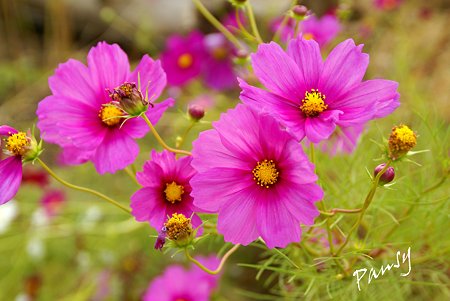 花菜ガーデンのコスモス・・13