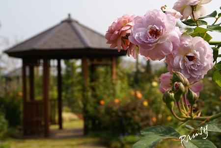 バラ園「薔薇の轍」・・1