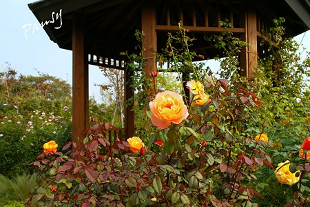 バラ園「薔薇の轍」・・3