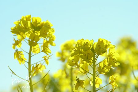 菜の花畑 2012・・17