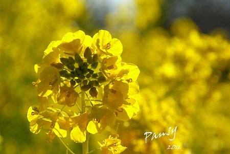 菜の花畑 2012・・18