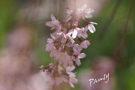 三ッ池公園の桜 42