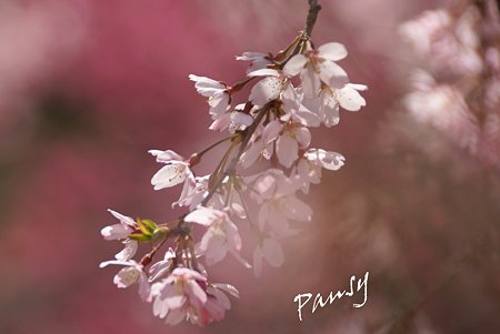 三ッ池公園の桜 43