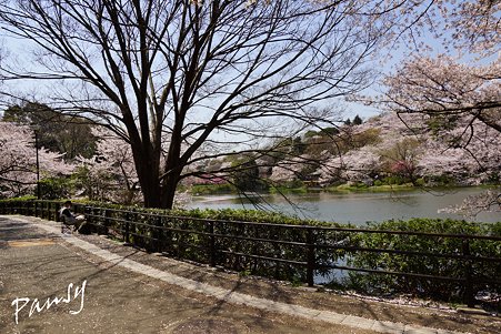 絵を描く人のいる風景・・三ッ池公園の桜 51