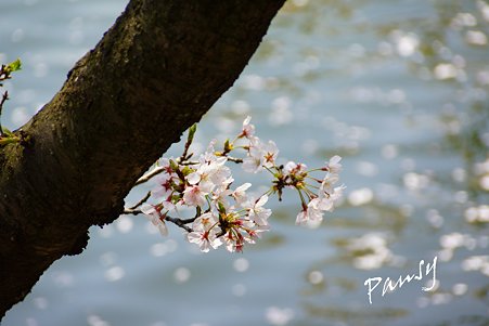 三ッ池公園の桜 52