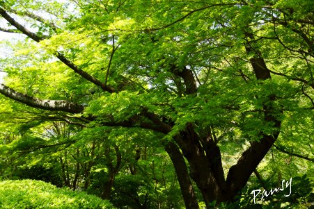 green..8