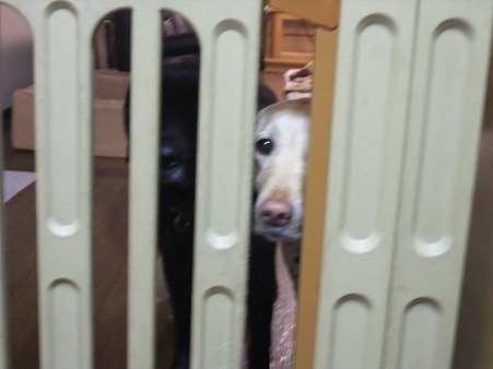 いつでも見つめる犬達
