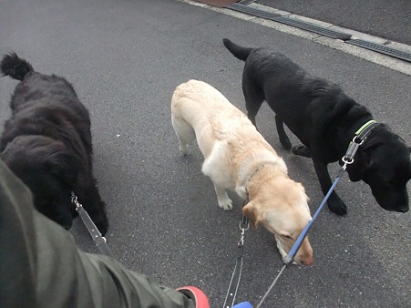 賢い大型犬チーム