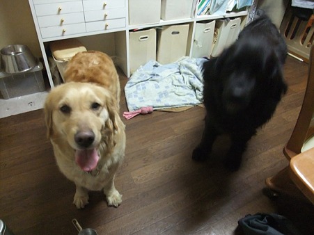 横に居るのはナナ