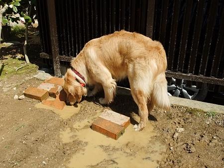 2012_0412保護犬0105