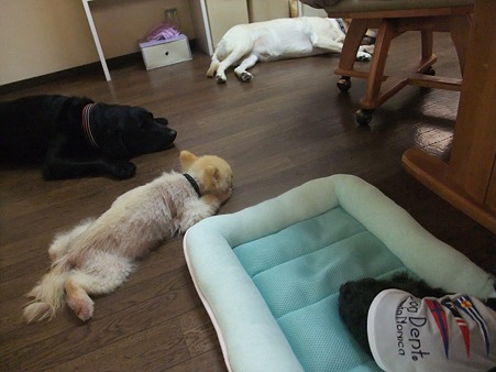 お見合い終了後、隔離されてたデカ犬達と