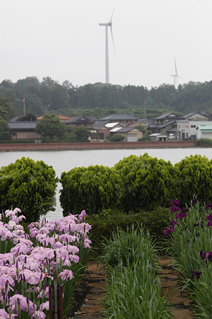 北潟湖畔花菖蒲園 - 05