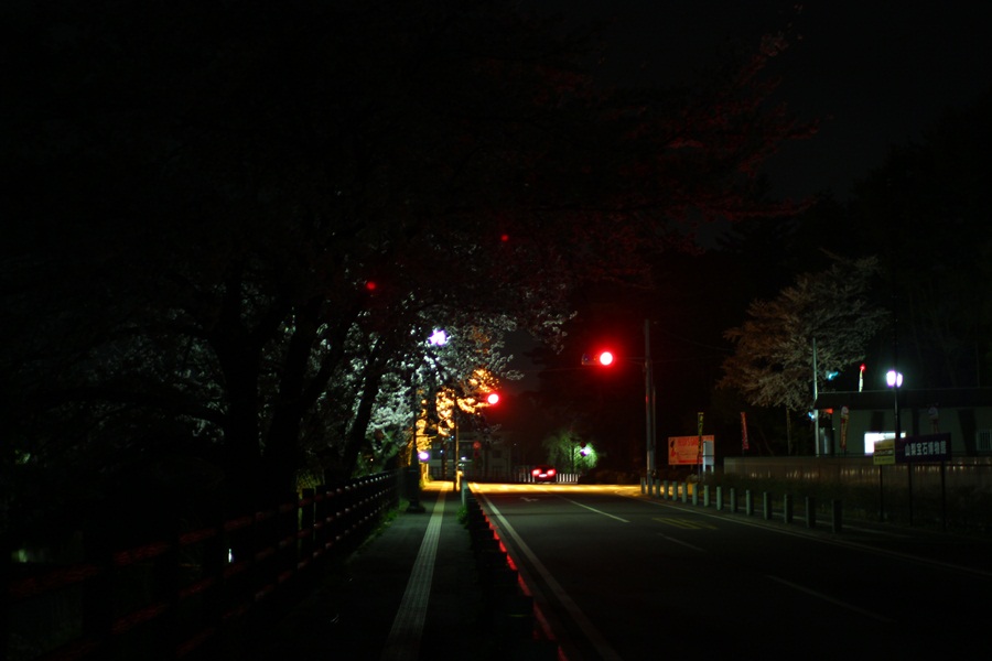 桜(河口湖)