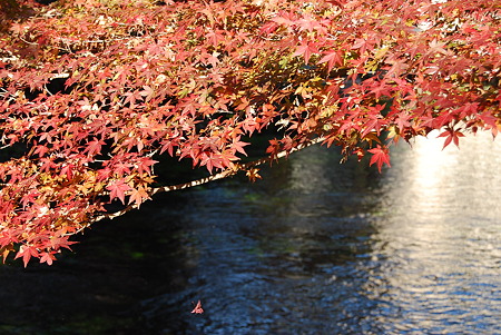 紅葉と清水