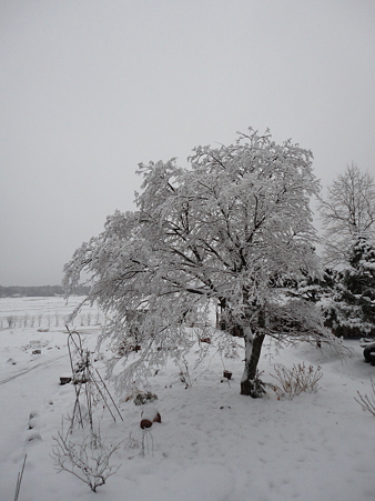 DSC06661