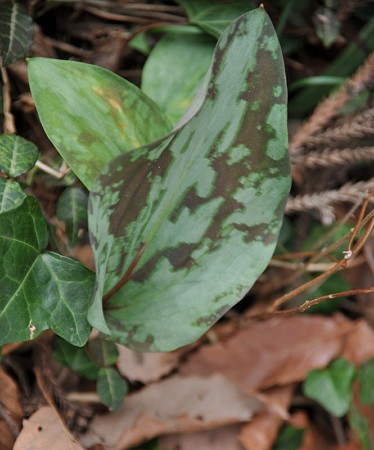 お休みカタクリ1