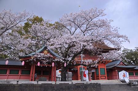 富士宮浅間神社桜祭り1