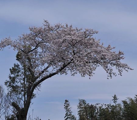 ソメイヨシノ4