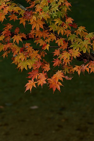 水辺の彩り
