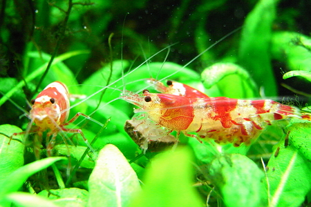 エビ 5
