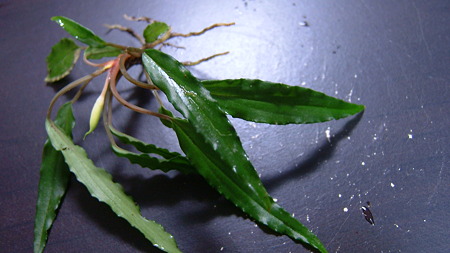 DSCF8072