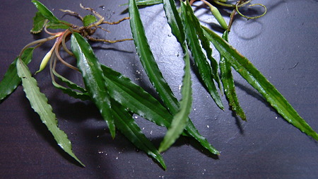 DSCF8076