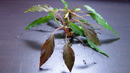 DSCF8094