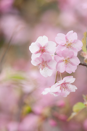 河津桜
