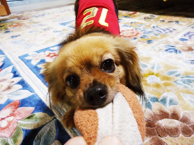 うぐぐ Wanko Inuski 写真共有サイト フォト蔵