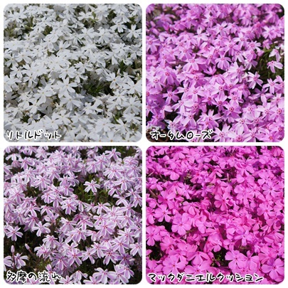 20120528 芝桜1