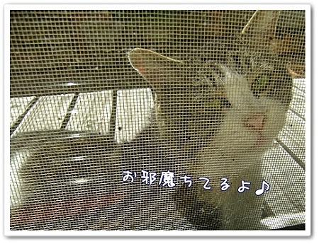 お邪魔してます